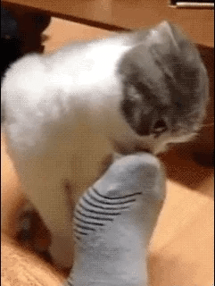 a cat is playing with a sock - toeless sock - toe socks