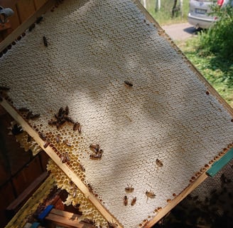 Pasieka Miodex oraz zasklepiony plaster miodu