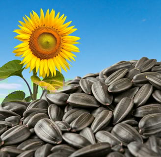 sunflower-seeds-more-than-a-snack