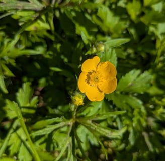 Fleur Bouton d'Or