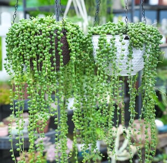String of Pearls, Live Trailing Succulent Fully Rooted in Pots with Soil Mix