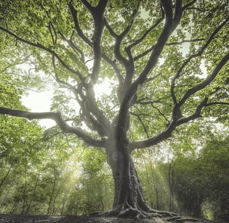Tree with sun shining through branches.