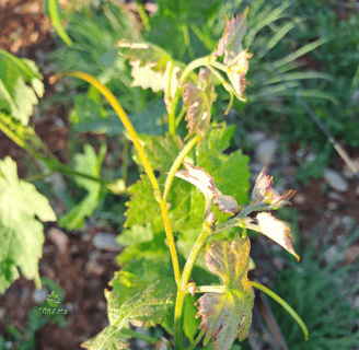 Nachhaltiger Weinberganbau mit ViñArts Mallorca
