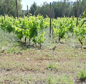Service to vineyards in Mallorca