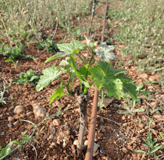 Siembra ecológica de viña con ViñArts Mallorca