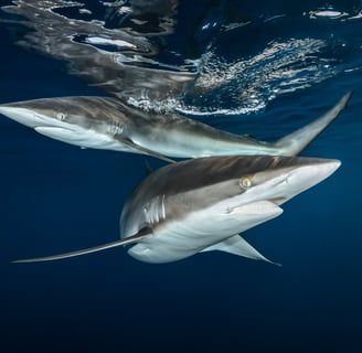 2 Requins longimanus Greg Lecoeur