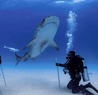 requin tigre 2 plongeurs à genoux