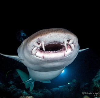 Gueule requin nourrice