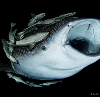requin baleine de nuit ouvrant la bouche entouré de poissons pilotes