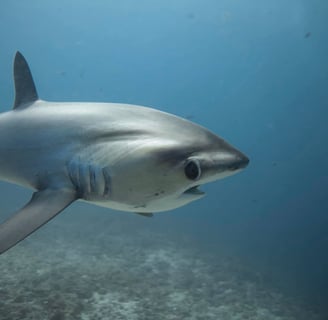 les yeux du requin renard tresher