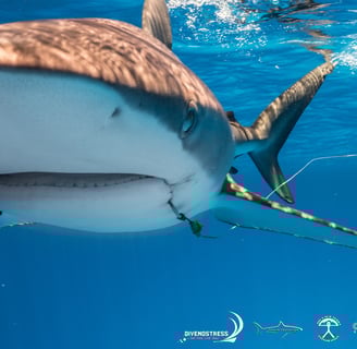 Requin peau bleu avec hamecon dans la bouche