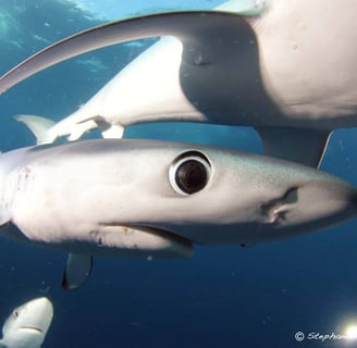 requin peua bleue zoom sur l'oeil
