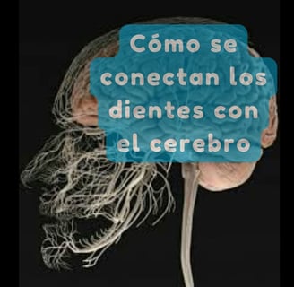 dientes y cerebro