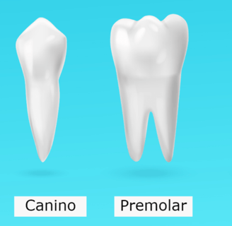 tipos de dientes