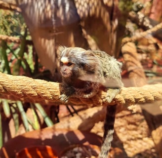 a monkey sitting on a branch of a tree in Agadir crocopark