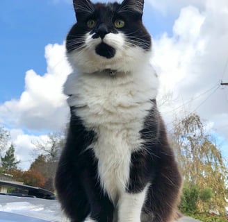 Onyx, the Majestic