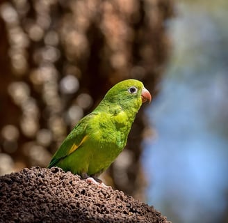calopsita