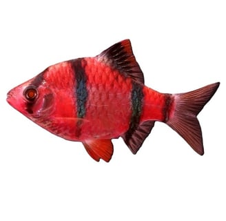 barbo sumatrano modificado