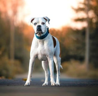 boxer-branco