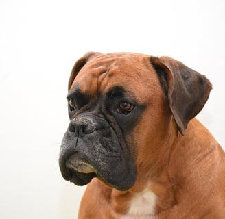 cão boxer