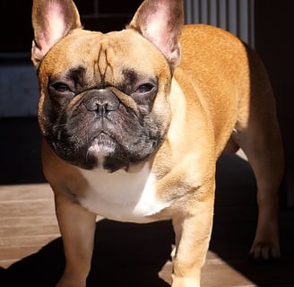 cão Bulldog francês