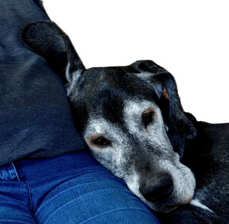 cão idoso