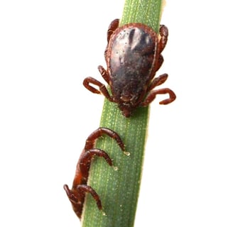 anaplasmose