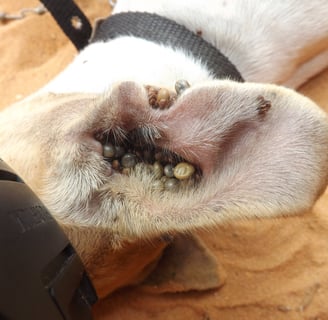 cão-carrapato