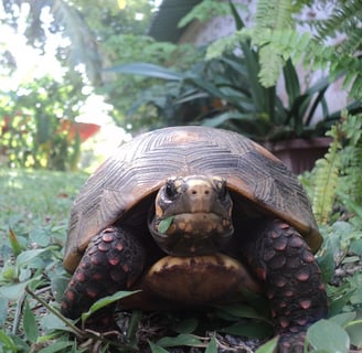 jabuti