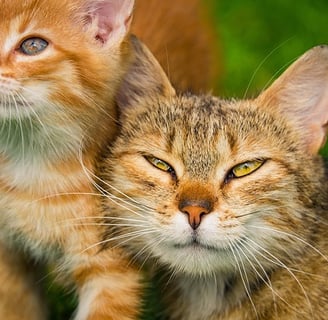 criptococose-gatos