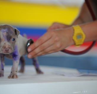 cuidado com filhote de cão