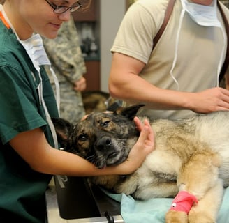 diarreia-com-sangue-em cães