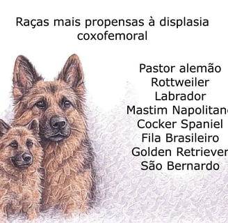 displasia_canina