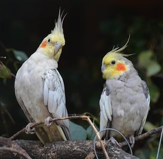 doença calopsita