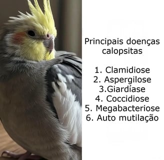 Doenças calopsita