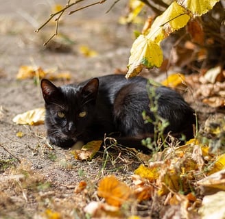 Esporotricose em gatos