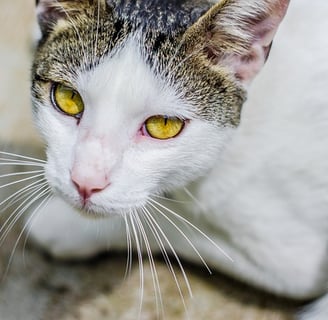 Imunodeficiência Viral Felina (FIV)