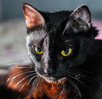 Fiv em gatos