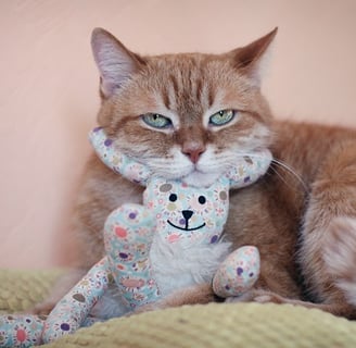 cio da gata