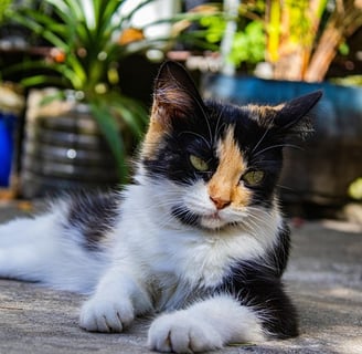 gato calico