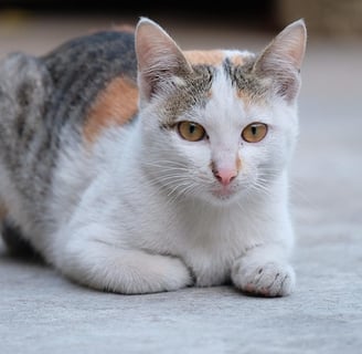 gato dilute calico