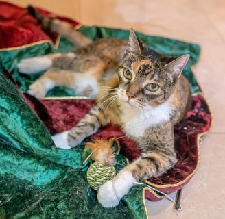 gato escama de tartaruga
