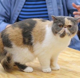 gato exotico
