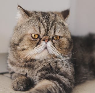 gato persa