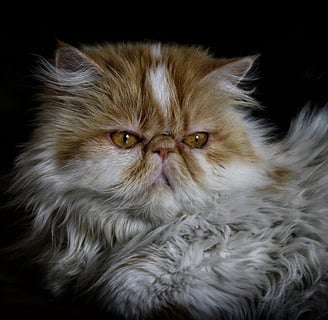 caracteristica gato persa