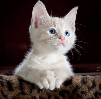 gatos surdos