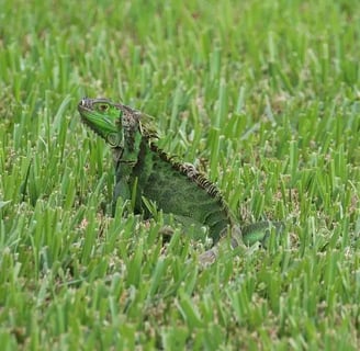 iguana verde