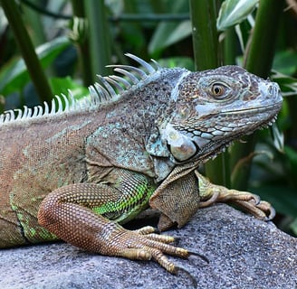 iguana