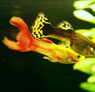Poecilia reticulata