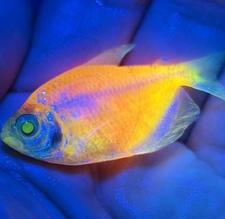 peixe geneticamente modificado